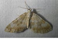 Perizoma flavofasciata