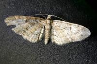 Eupithecia dodoneata
