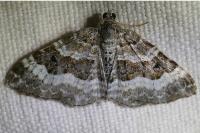 Epirrhoe alternata