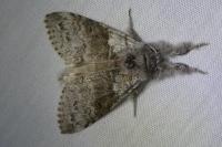 Calliteara pudibunda