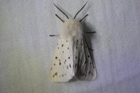 Spilosoma lubricipeda