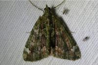 Chloroclysta siterata