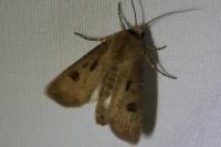 Agrotis exclamationis exclamationis