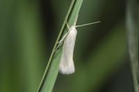 Elachista argentella