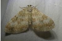 Perizoma flavofasciata
