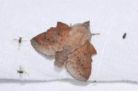 Phyllodesma tremulifolia