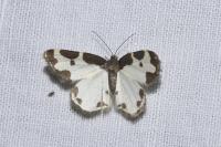 Lomaspilis marginata