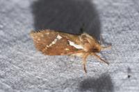 Korscheltellus lupulinus