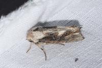 Egira conspicillaris