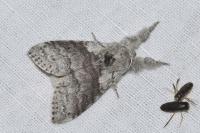 Calliteara pudibunda