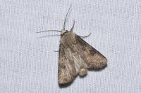Agrotis puta