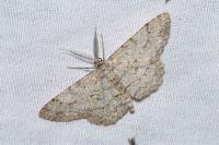 Hypomecis punctinalis