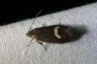 Grapholita lunulana