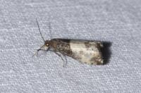 Notocelia cynosbatella