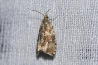 Orthotaenia undulana