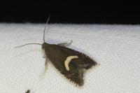 Grapholita lunulana