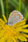 Aricia agestis