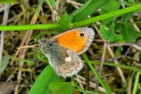 Coenonympha pamphilus