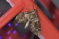 Thera britannica/variata