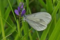 Leptidea sinapis