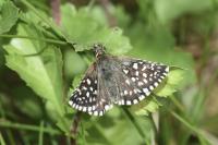 Pyrgus malvae