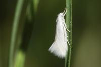 Elachista argentella