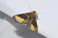 Diachrysia chrysitis