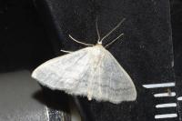Scopula floslactata
