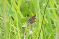 Aricia agestis