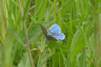 Lysandra bellargus