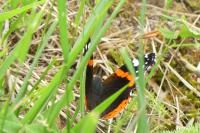 Vanessa atalanta