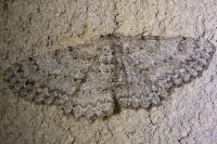 Hypomecis punctinalis