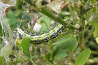 Cydalima perspectalis