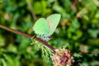 Callophrys rubi