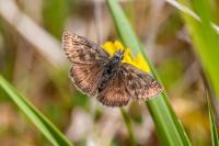 Erynnis tages