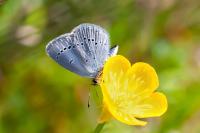 Cupido minimus
