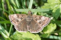 Erynnis tages