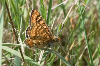 Euphydryas aurinia