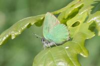 Callophrys rubi