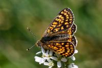 Euphydryas aurinia