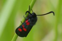 Zygaena trifolii
