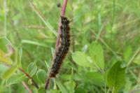 Eriogaster catax