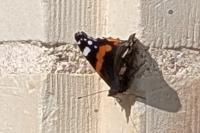 Vanessa atalanta