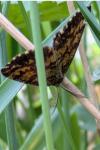 Ematurga atomaria