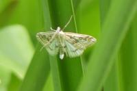 Parapoynx stratiotata