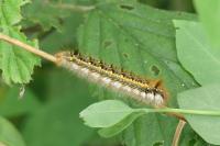 Euthrix potatoria