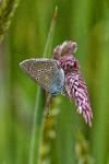 Cyaniris semiargus