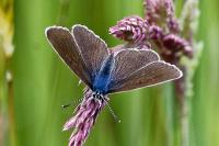 Cyaniris semiargus