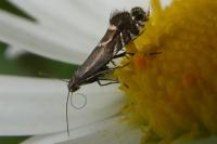 Glyphipterix simpliciella