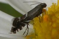 Glyphipterix simpliciella